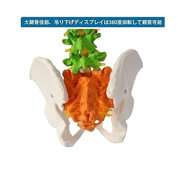 Amazon.co.jp: Ynaioang 脊椎骨盤モデル 色付きの柔軟な脊椎解剖