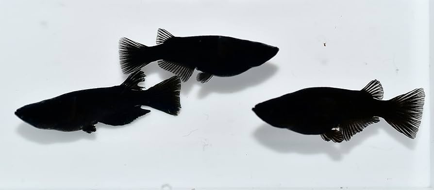 めだかとりお めだかとりお Yahoo!オークション -「トリオ」(めだか) (川魚)の