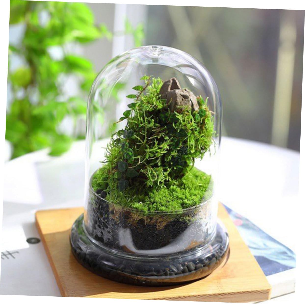 Terrario Micro Paesaggio DIY in Vetro, per Piante e Fiori