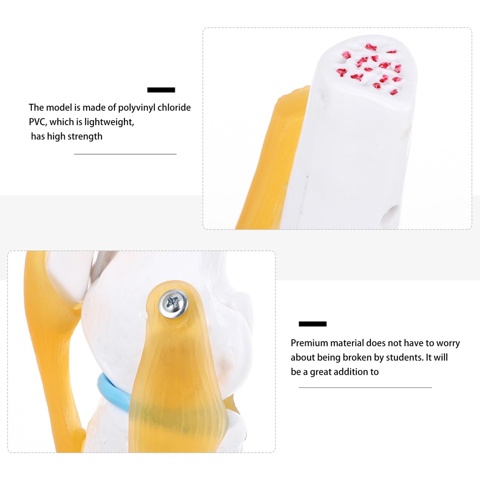Articolazione Ginocchio Umano in Pvc Resistente Modello Anatomico 1:1 Dimostrazione Flessione per Insegnamento e Laboratorio Didattico