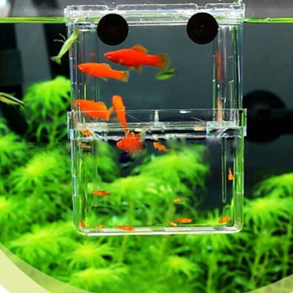 Amazon | LaMignonne 多機能 魚 繁殖隔離ボックス 水槽 孵化 産卵箱 