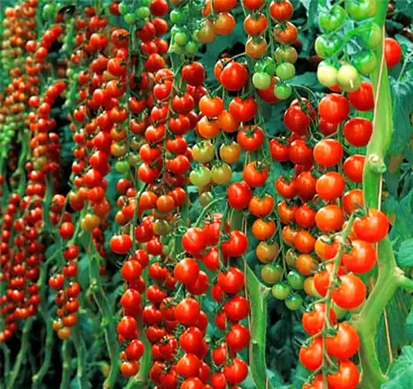 Tomato Sweet Million - 15 Seeds + Plant tag + Freebie - Solanum lycopersicum