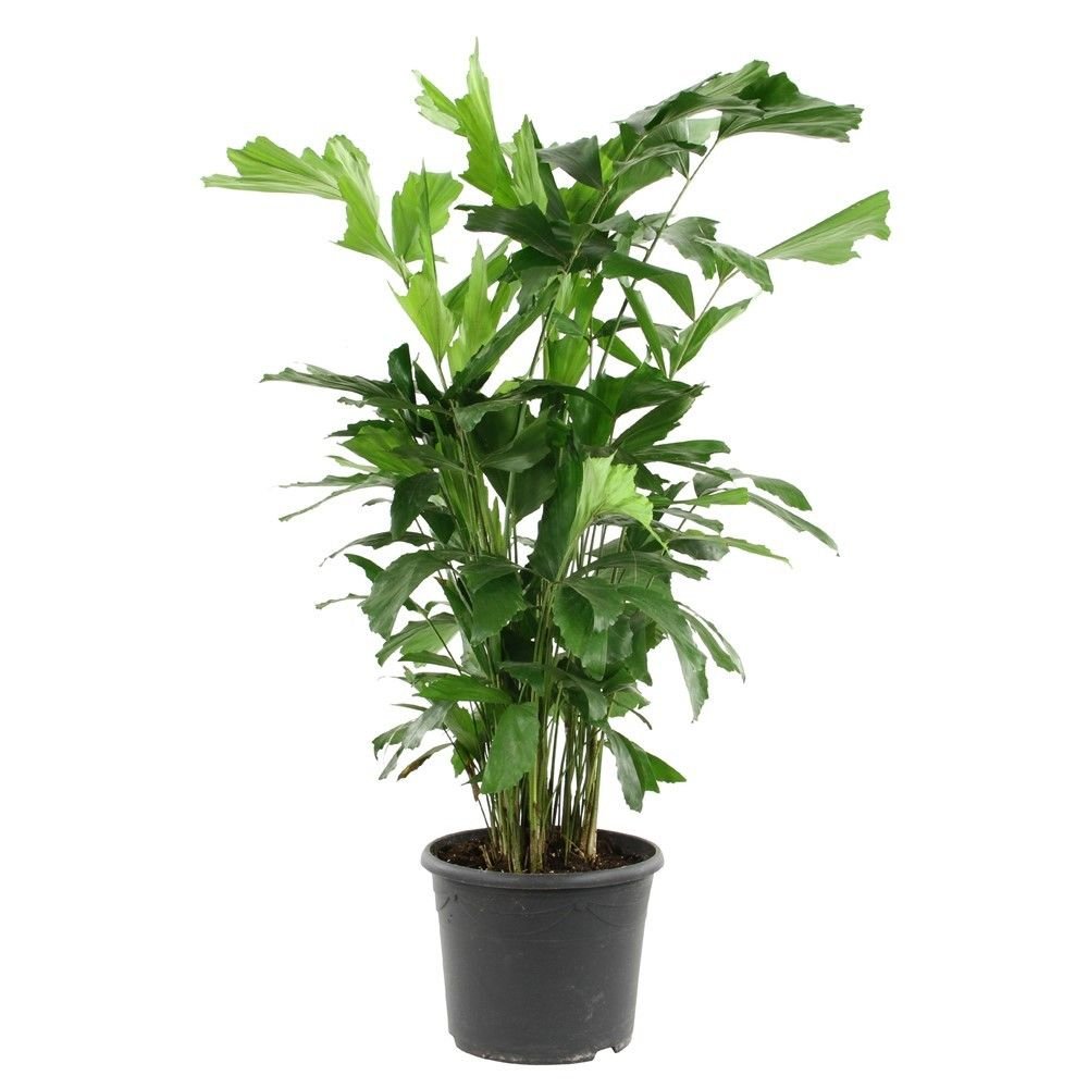 Amazon.co.jp: 【種子】Caryota Mitis クジャクヤシ/子持ち孔雀