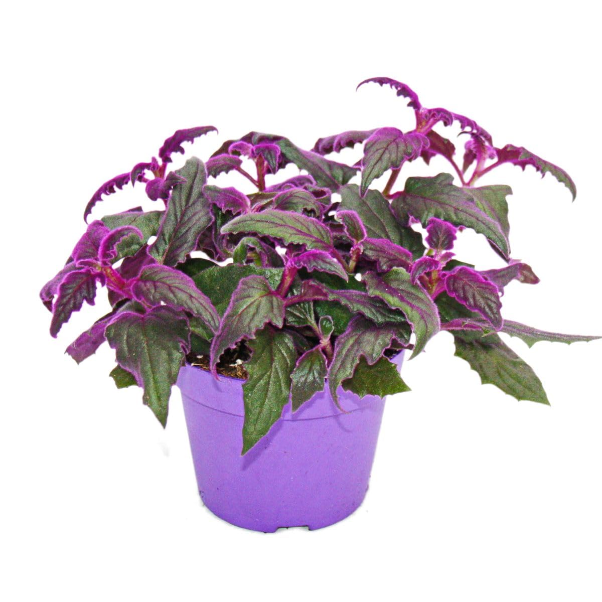 Gynura Purple Passion - Velvet-Leaf - Purple Plant - 12cm doniczka