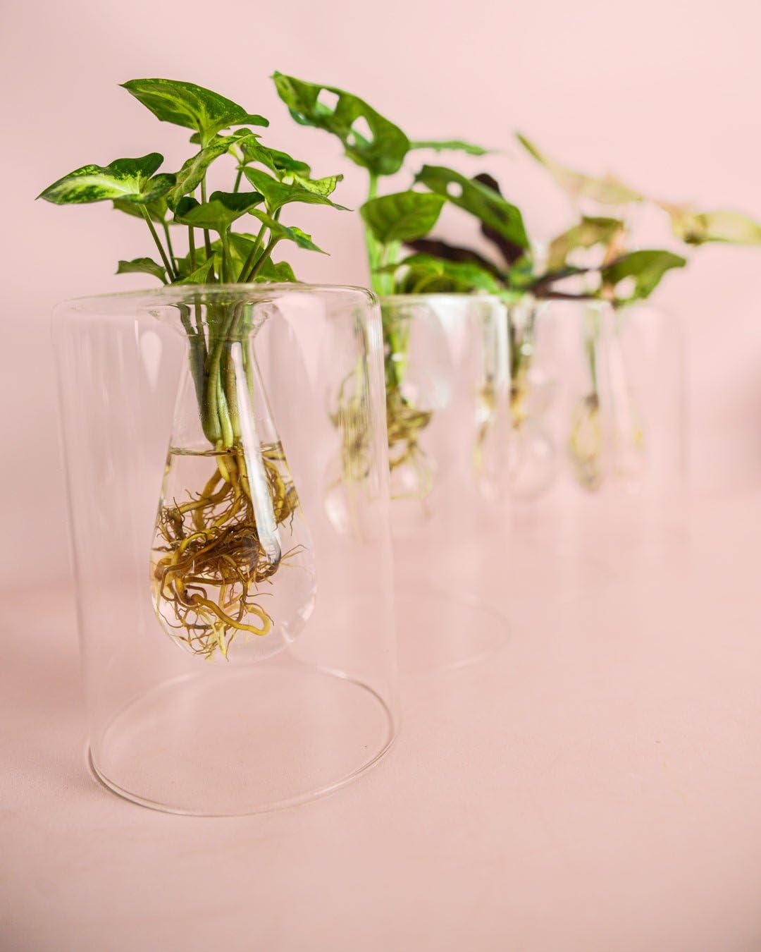 Sydney - Plantas Hidroponicas | Soporte Cristal | Pur Plant