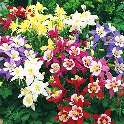 1500 pcs Mixed Columbine Seeds for Planting Non-GMO Flower Seeds for Home Garden Decor Easy to Plant
