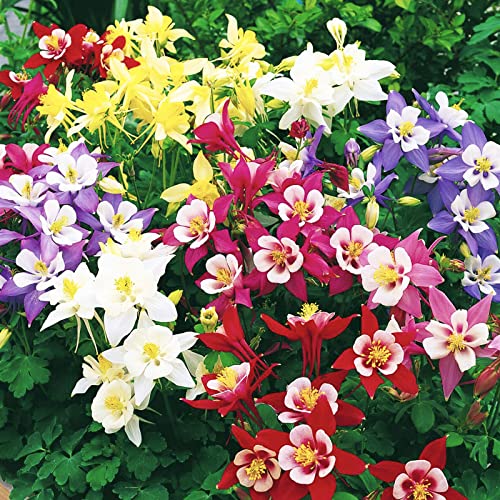 1500 Pcs Mixed Columbine Seeds For Planting Non-Gmo Flower Seeds For Home Garden Decor Easy To Plant #TOP2