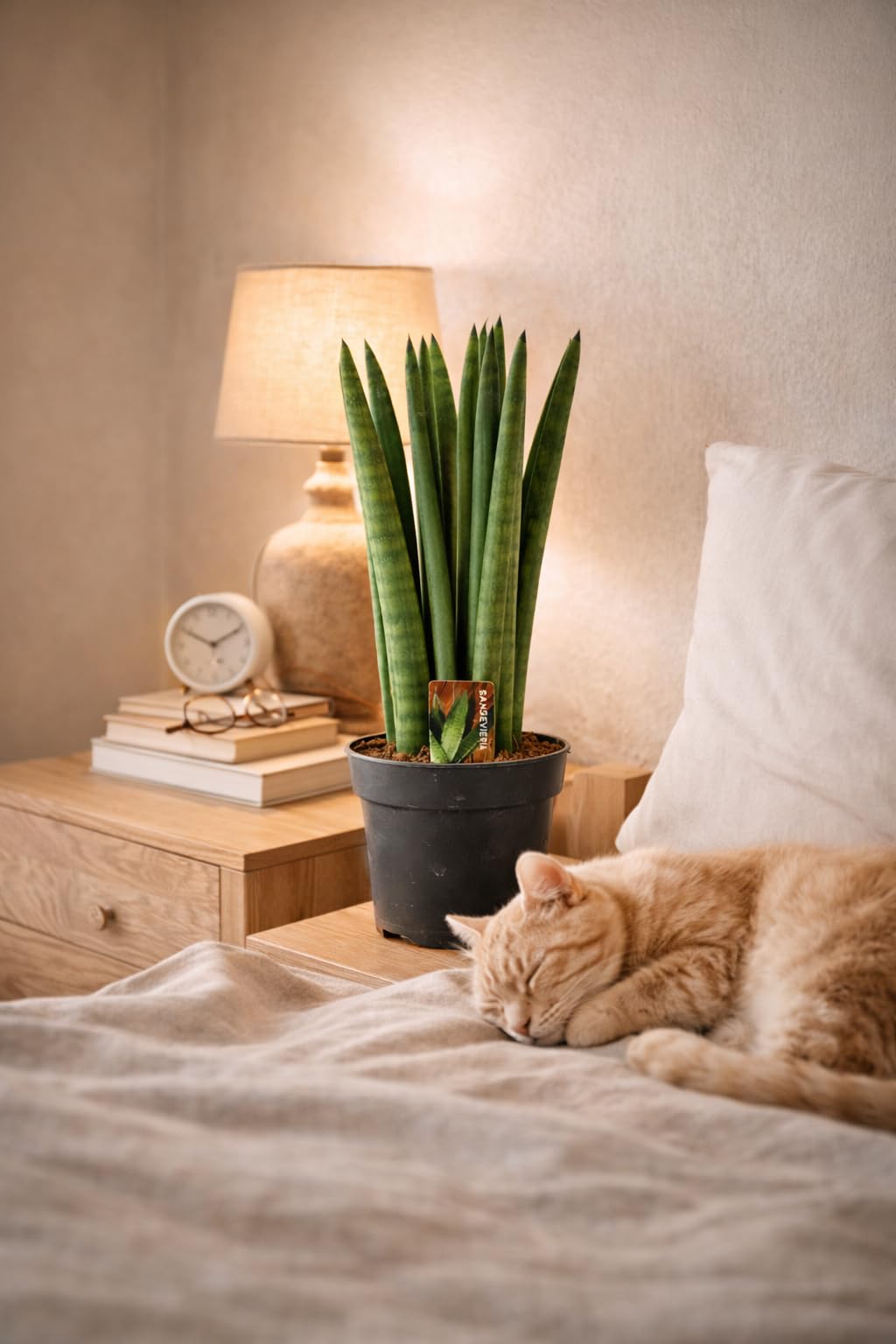 Sansevieria Cylindrica Straight ca. 40 cm  Bogenhanf/Schwiegermutterzunge  fr bessere Raumluft  Luftreinigende Pflanze, pflegeleicht & dekorativ   Ideal fr Wohnzimmer, Bro & Schlafzimmer : Amazon.de: Garten