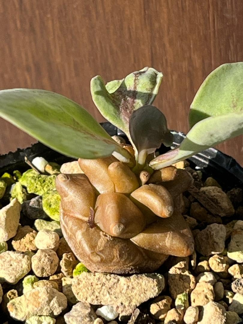 【鉢のまま発送】オトンナ へレー 鉢のまま発送】オトンナ へレー 現品限り】オトンナ・ヘレー 蛮鬼塔