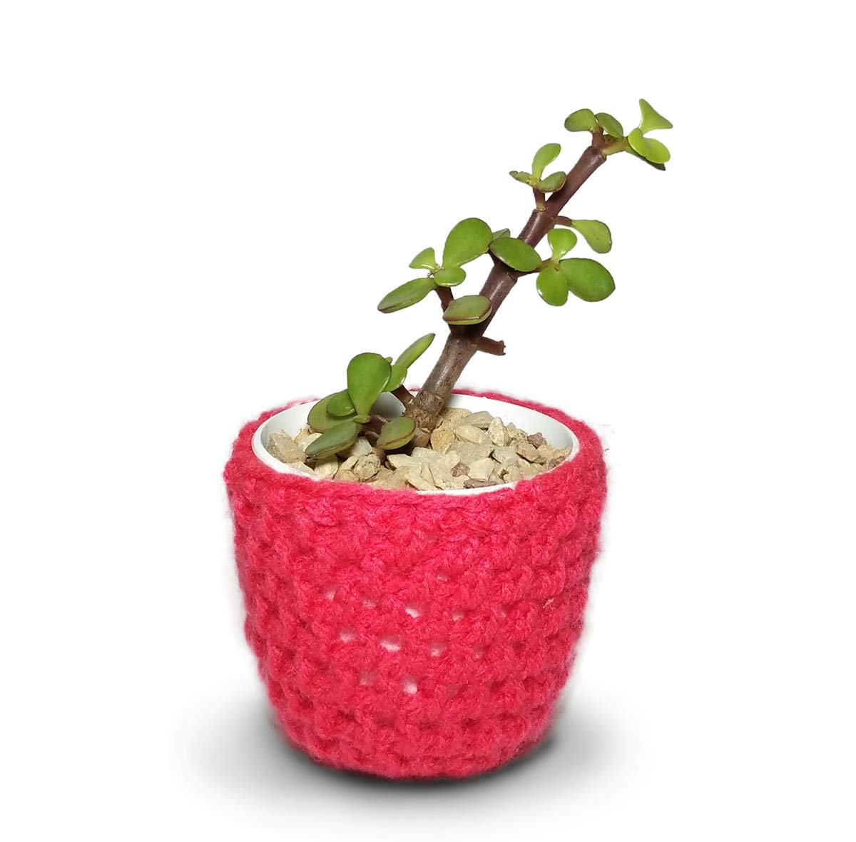HILLMART® Live lucky jade portulacaria afra succulent plant with woollen pot for gift & desktop (B08KGLQ546) Amazon Price History, Amazon Price Tracker
