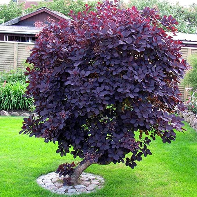Royal Purple Smoke Tree, 1 Gallon Pot