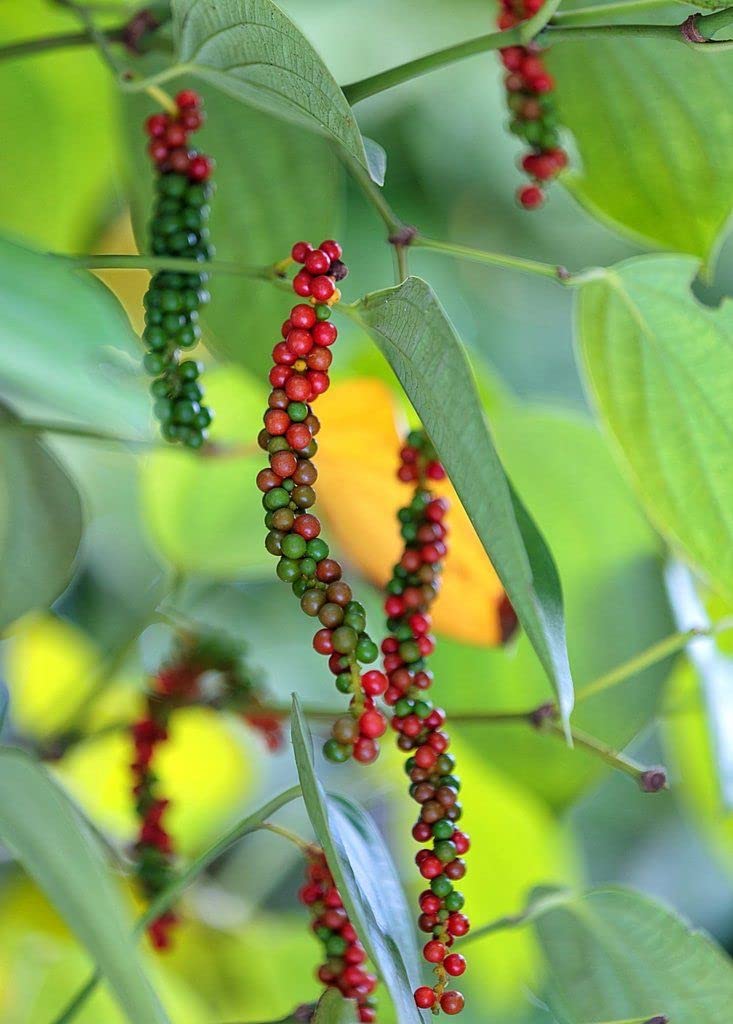 Black Pepper, Golmorich Healthy Live Plant Original Variety