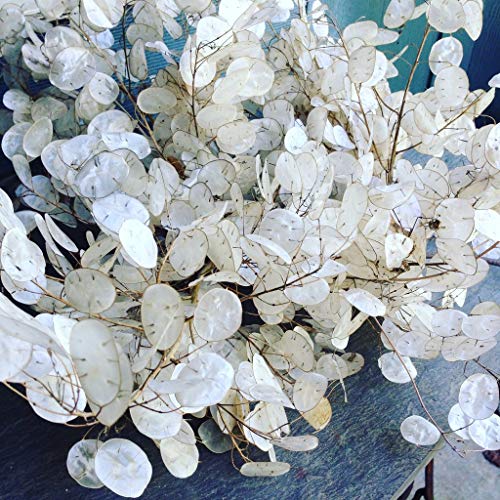 Seeds Silver Dollar (Lunaria) Money Plant Biennial Flowers for Planting