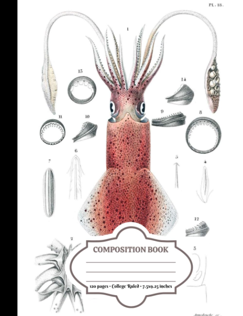 Composition Notebook with Vintage Illustration of European Squid (Loligo vulgaris) by Christophe Annedouche (Cephalopods by Christophe Annedouche)