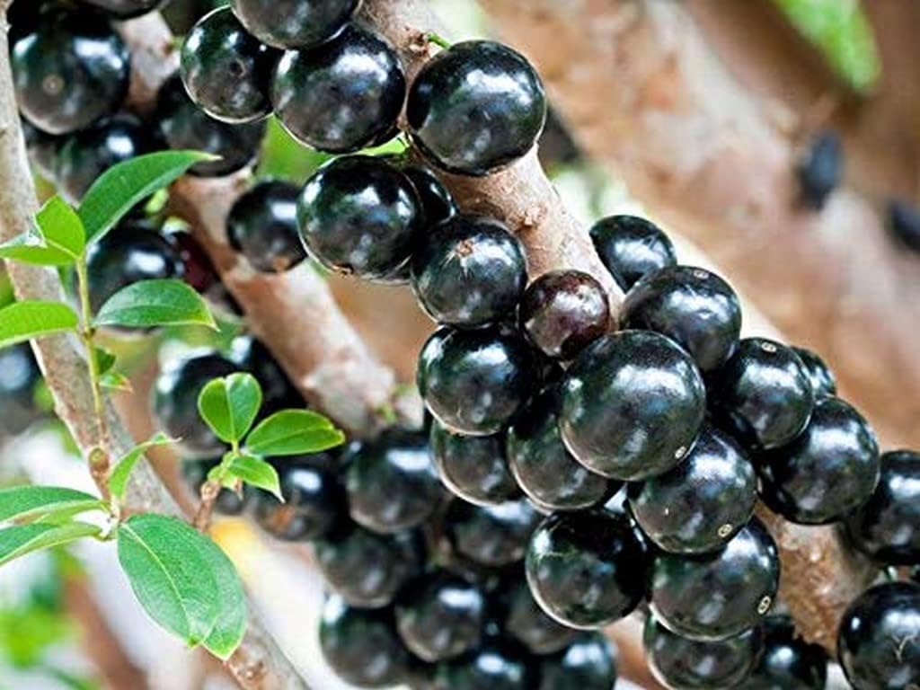 Creative Farmer Delicious Rare Tropical Fruit" Jabuticaba Plinia Cauliflora Brazilian Grape" Tree Plant Tasty Live