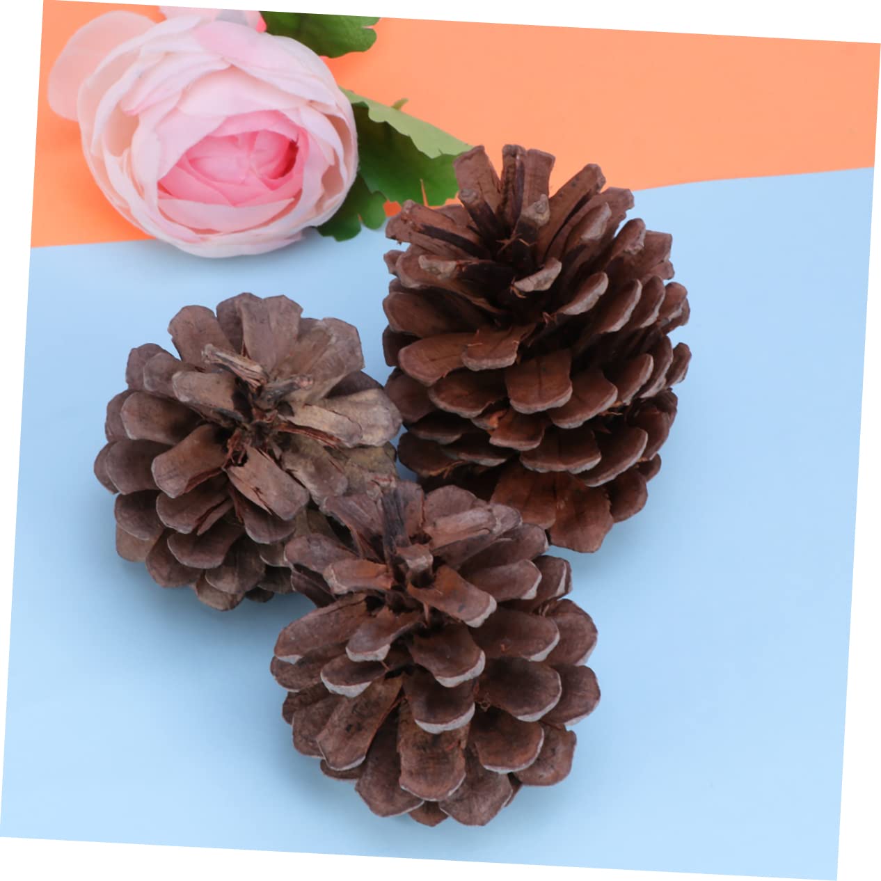 PartyKindom 50 Pezzi Confezione Da Pigne Naturali Per Decorazioni Natalizie Per Albero Di Natale Decorazioni Artigianali Casa Cucina Tavolo Vetrina Ornamenti