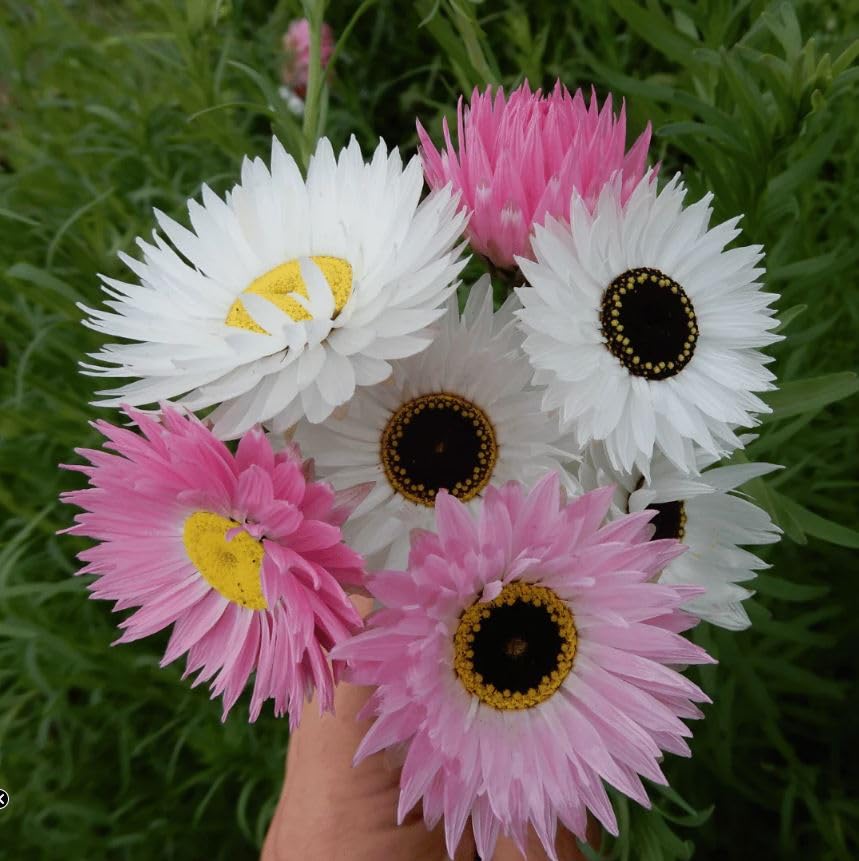 Image of Acroclinium Flower Seeds 50 Plus Mixed Color for Planting Winter Seasonal Everlasting Flower Seeds for Home Garden Balcony Terrace Easy Grow Paper Daisy Blooming Plants Indoor Outdoor(Acroclinium)