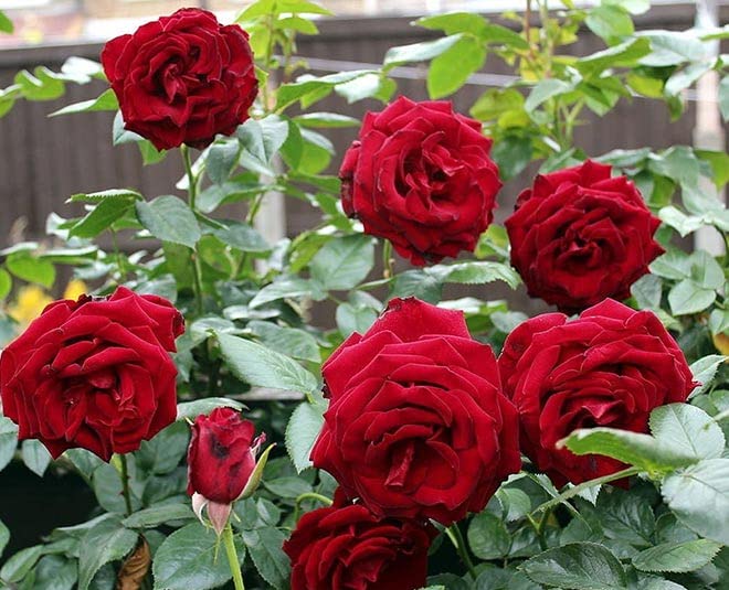 SAHAS Organic Manure for Rose Plants with Best Micro & Macro Nutrients | NPK | 100% Growth Booster|100% Organic Manure | No Vermicompost | No Smell | No Worms |1 KG. (B0BXM1LRS9) Amazon Price History, Amazon Price Tracker