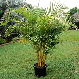 20 Dypsis lutescens Seeds,Golden Cane Palm, Areca Palm, Yellow Palm, or Butterfly Palm Seeds