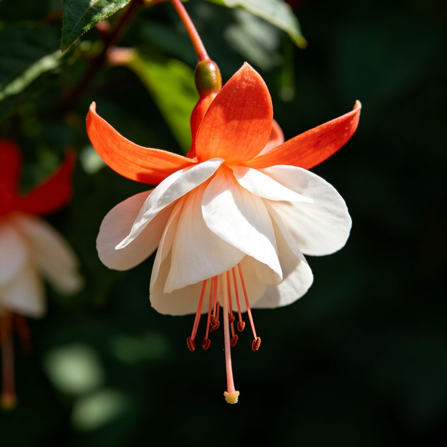 Fuchsia Seeds-Hardy Perennial， Excellent Display Indoor，Balcony，Garden
