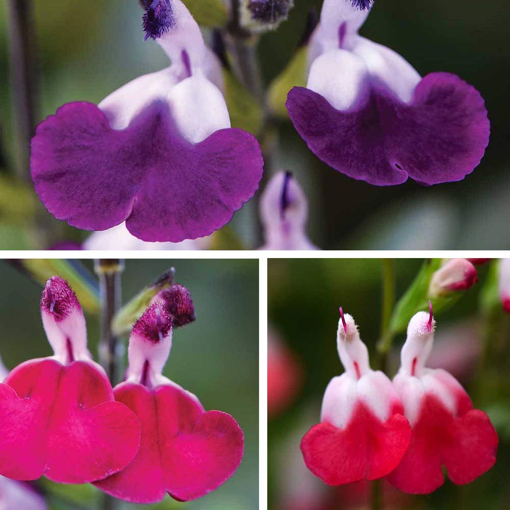 Salvia Lips Hardy Perennial Pollinating sage 9 Jumbo Plugs by Thompson and Morgan (9)