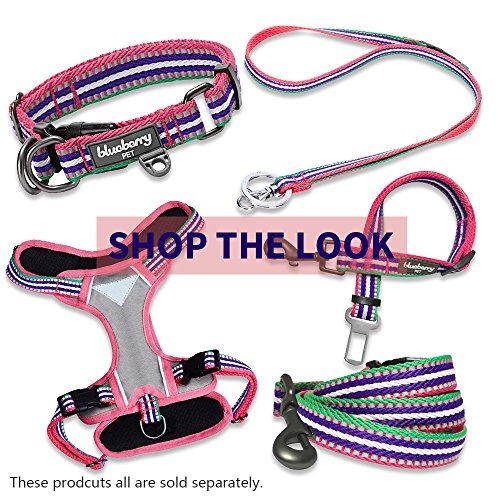 Collier pour petits chiens de promenade multicolore Blueberry Pet - 3