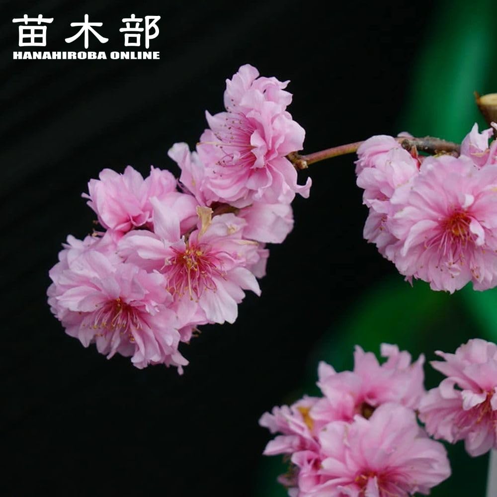 Amazon.co.jp: 食べられる枝垂れ花桃 【ひなのたき】 1年生接木苗 登録