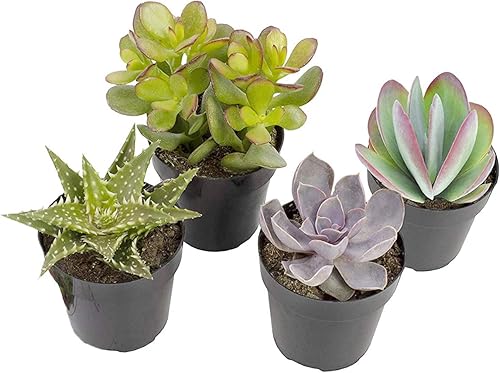 Altman Plants, Plantas suculentas vivas (4 unidades), regalos para amantes de las plantas suculentas, plantas de interior vivas en tierra para