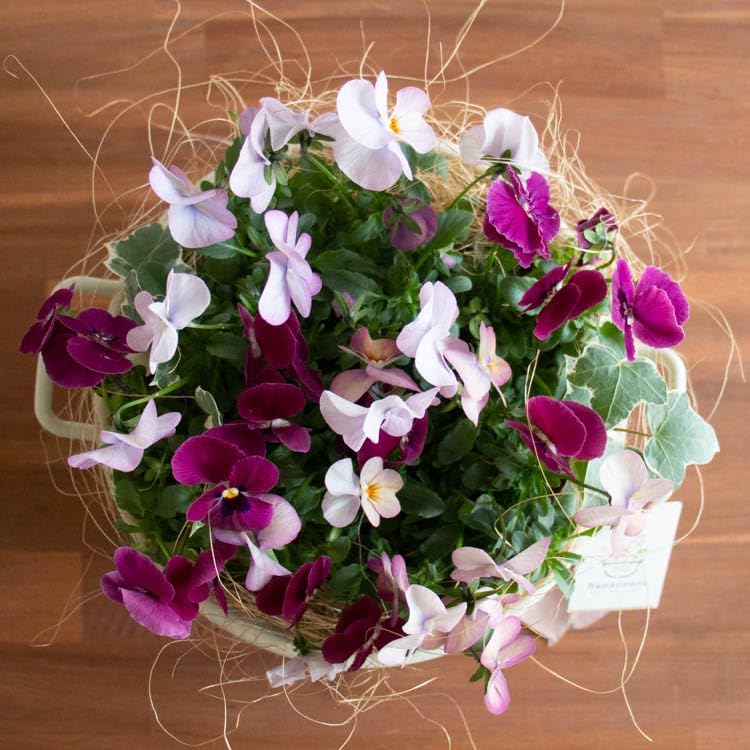 ビオラ 花うるる 寄せ植え[ローズ リバー]コージーバスケットM.ver│玄関 フラワーギフト 誕生日 秋 冬 プレゼント 女性 母