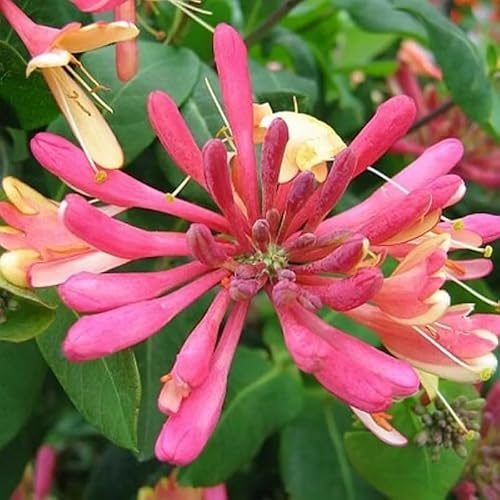 Gold Flame Climbing Honeysuckle Vine, Lonicera Honeysuckle Plants Live for Planting, Honeysuckle Goldflame Live Plant, Fragrant Honeysuckle, 2.5\" Pot, No CT, FL, NY, NH, KY, in, VT, WI, MA, GA, IA - Thumbnail 7