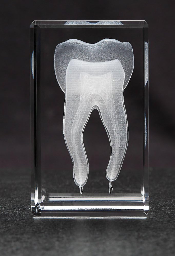Toothl Model Gift, 3D Human Tooth, Laser Etched Anatomical Model for Home and Office Decoration, Dentists Gifts