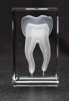 Toothl Model Gift, 3D Human Tooth, Laser Etched Anatomical Model for Home and Office Decoration, Dentists Gifts
