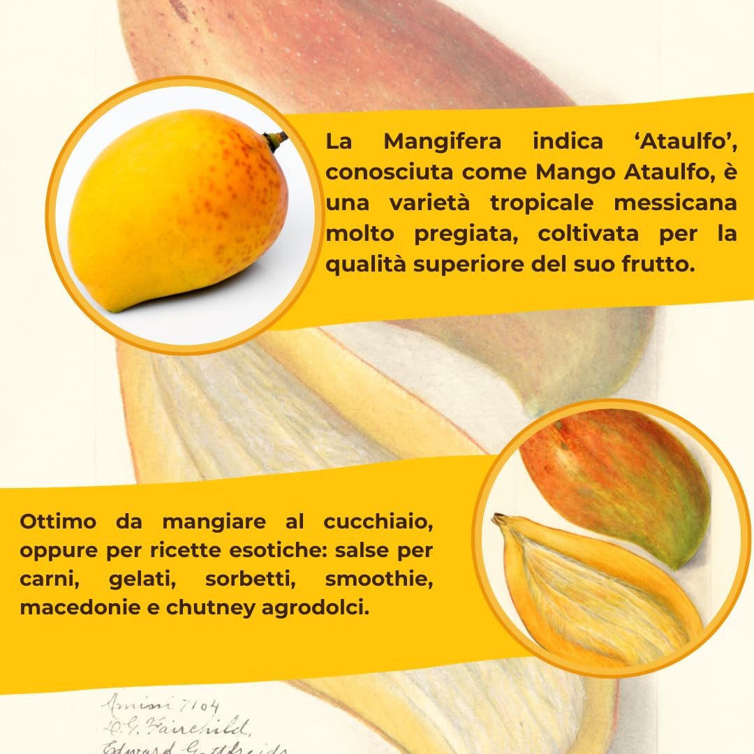 Pianta di Mango Ataulfo H 140 cm