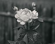Review Image by Citizen_Four