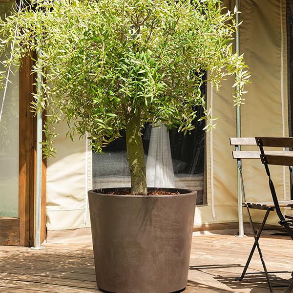 Millennium Pflanzgef mit Rollen, 59 cm, Brownst Deroma fr Garten,  Pflanzen und Vasen im Innenbereich : Amazon.de: Kche, Haushalt & Wohnen