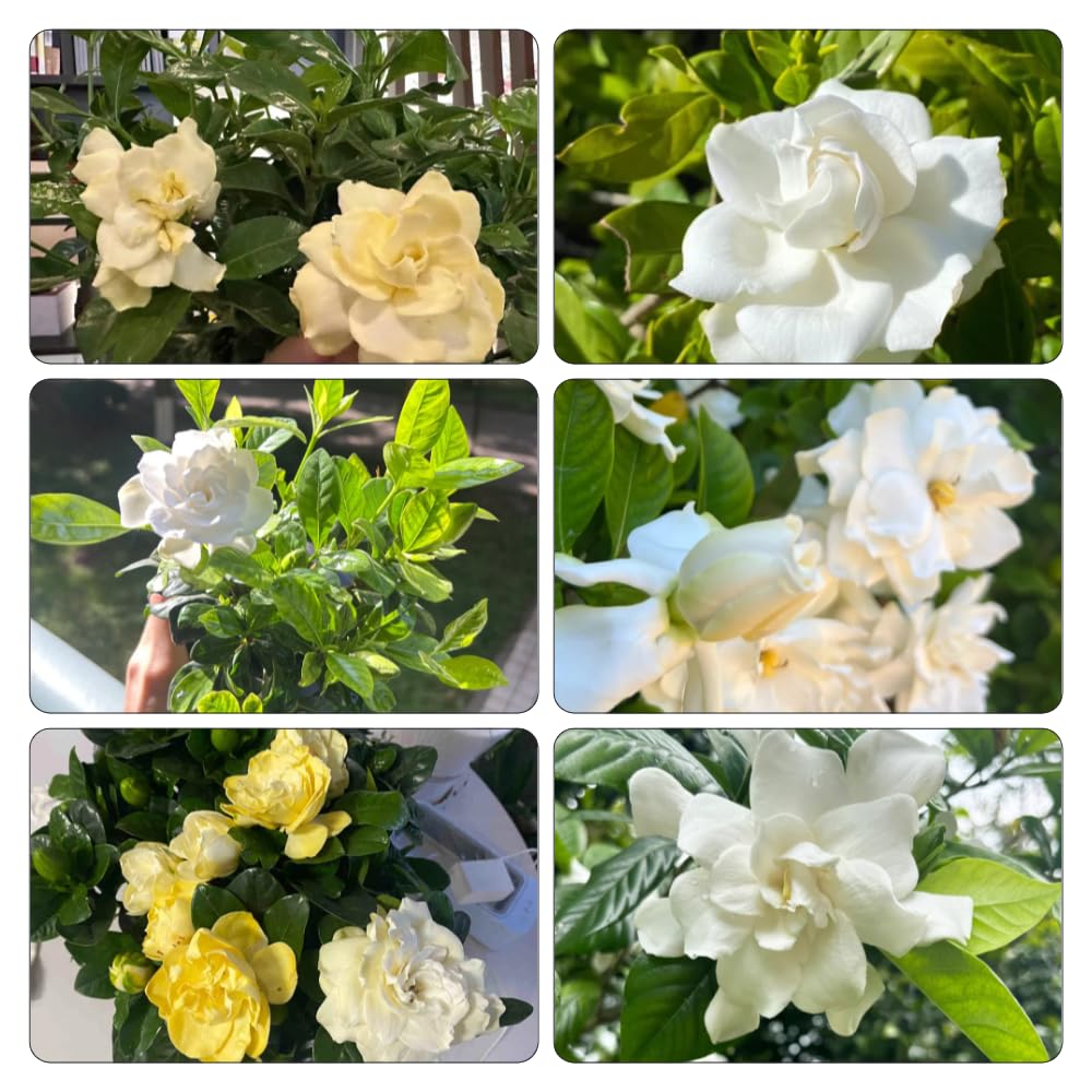 Gardenia jasminoides - ornamentali ufficio pendenti, interno balcone rampicanti balcone 20piante