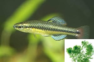 5 Live Lucania Goodei Bluefin Killifish Aquarium Pond Mosquito Fish with Hornwort Plant