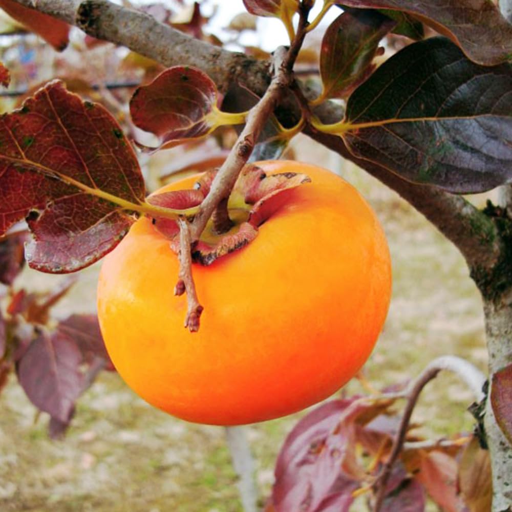 Amazon.co.jp: ITANSE 柿の苗木 品種：太豊(たいほう) 接木苗 1