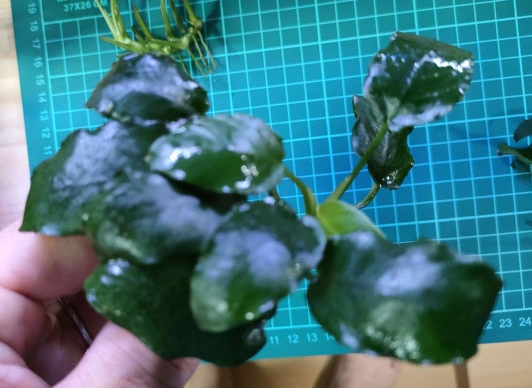 アヌビアスナ ナ 5株 水上栽培 無農薬