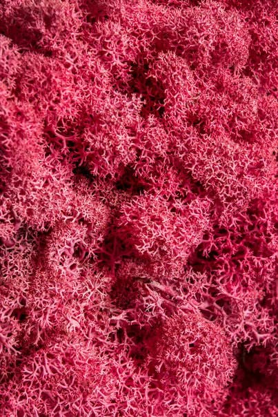 White Velvet Hydrangea Flower Pick 29 & 7 in.