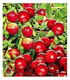 BALDUR Garten Cranberry-Beere, Moosbeere, 3 Pflanzen Vaccinium macrocarpon, winterhart, Vaccinium macrocarpon