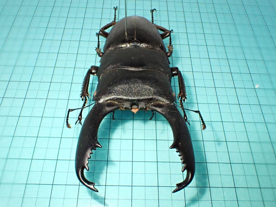 Amazon.co.jp: 標本スラウェシオオヒラタクワガタ スラウェシ島