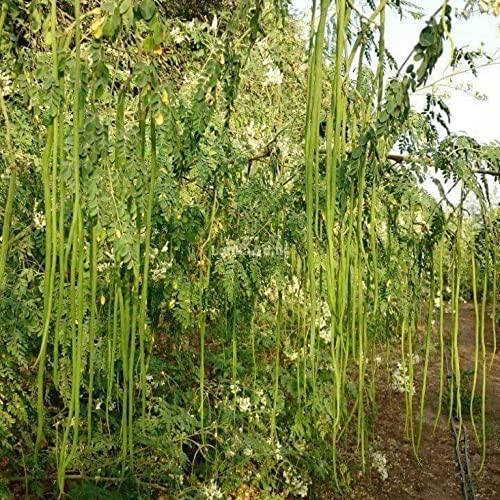 Image of SK ORGANIC Compatible with ODC MORINGA Seeds Advance Variety Drumstick Seeds 250Gms (Sahjan ki Phalli,Saragavo) (2 times flowering)