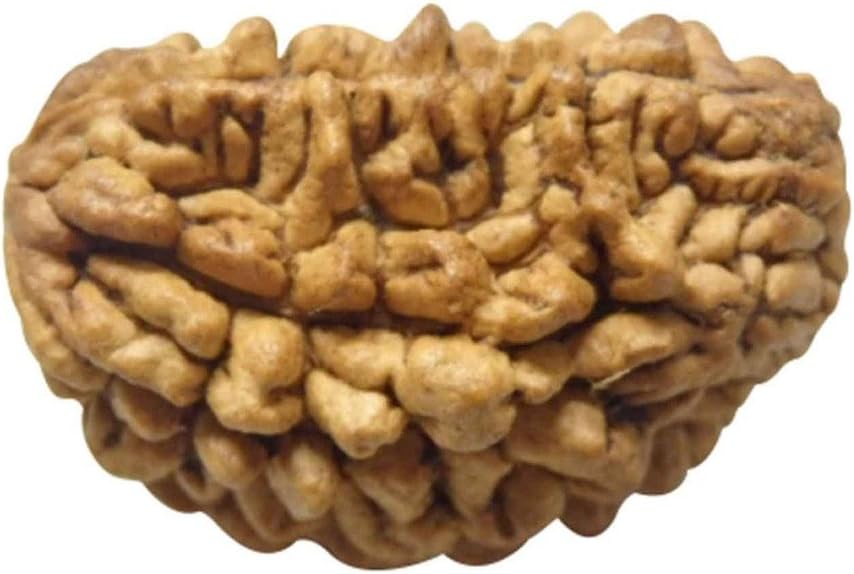 1 To 13 Mukhi/Faced Nepali Rudraksha 100% Natural, Original Astrological Round Rudraksha Seeds Loose Beads (Elaeocarpus Ganitrus) Unisex Both For Men & Women