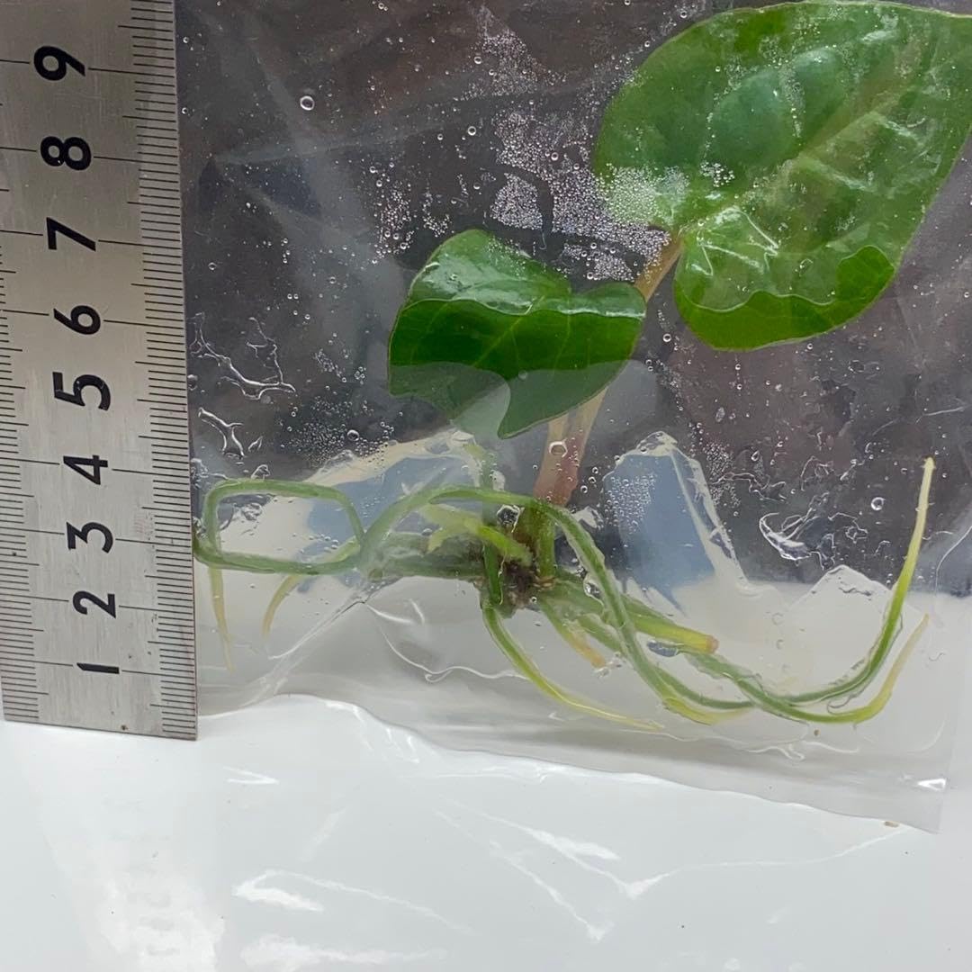 A. 'Ace of spades' Tezula dark form x luxurians, what's your favorite AOS  or lux hybrid? : r/anthuriumcollectors 3 Anthurium 'Aceof Spades'X Luxurians