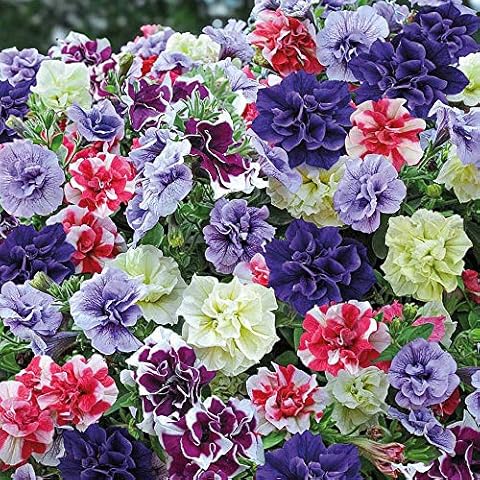 Petunia Tumbelina Frills & Spills Plug Plants Cover