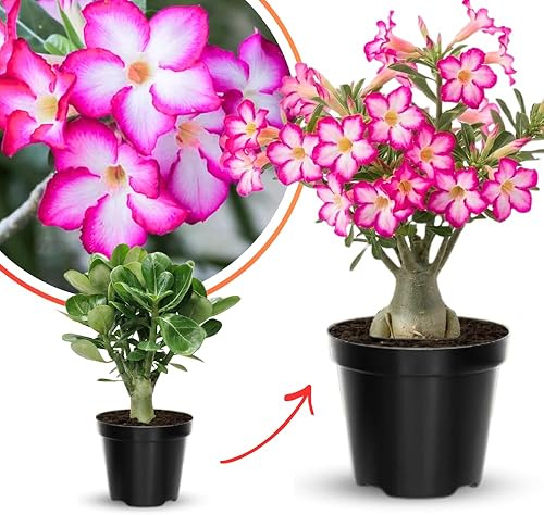 Miniatura 2 de Planta rosa del desierto viva, arbustos de adenium bien arraigados, plantas de adenium obesum para jardín interior y exterior, suculenta en flor
