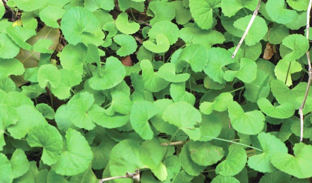 Indiana Thalkudi Indian Pennywort Centella asiatica Mandukaparni Kacappi Matanti Soma-balli Srabani Kutannal Brahmi soppu Ondelaga Brahmi Khulakhudi Brahmamanduki 3 Months Old Live Plant (B08DFMNC66) Amazon Price History, Amazon Price Tracker