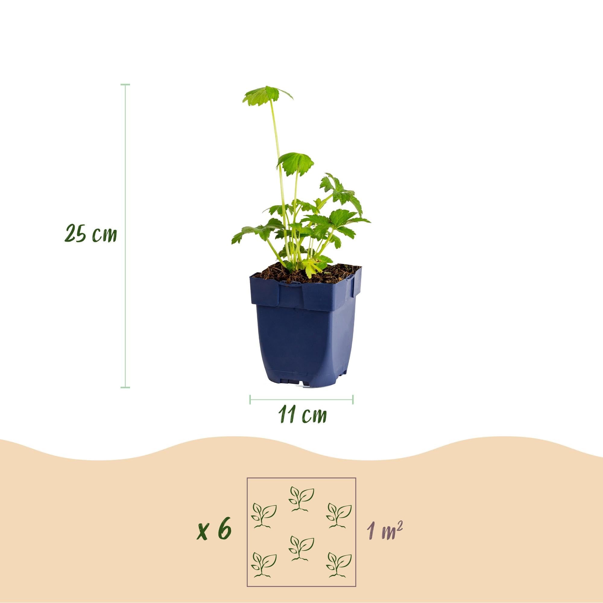 Green boutiQ - Staudenpflanze - Astrantia major - Sterneblume - Schatten - Weiß-Rosa - 12 Pflanzen - Topf 11cm - Höhe 15-25cm