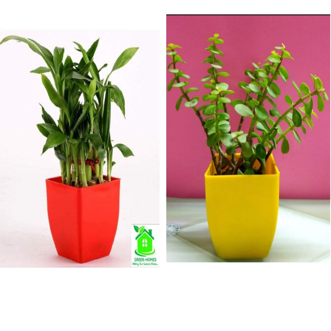 PlantaZee Green Homes 2 Layer Lucky Bamboo Plant Combo with Jade Plant (B08F4KLYQY) Amazon Price History, Amazon Price Tracker